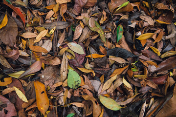Dry leaves texture Dried forest floor backdrop Droughty background.