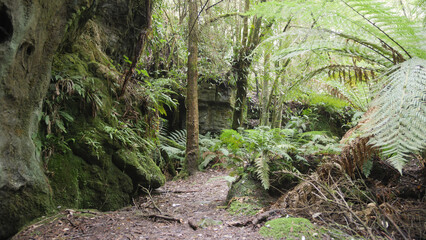 Trees in the forest with ferns in the foreground