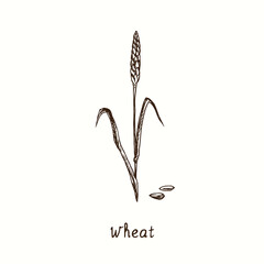 Wheat plant. Ink black and white doodle drawing in woodcut style.