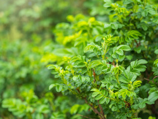 Green bushes with young leaves in the sunset