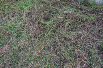 mowing the grass in the backyard