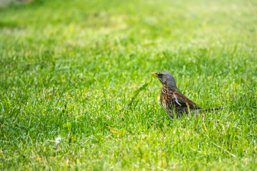 Fototapeta premium Wood bird Fieldfare, Turdus pilaris, on a sprng lawn.