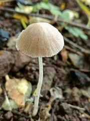  Mushroom on a forest. A mushroom or toadstool is produced above ground, on soil . Natural nature image