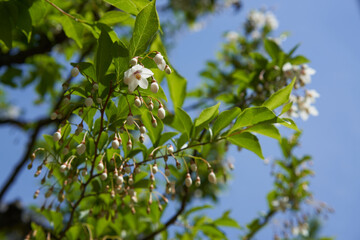Japanese snowbell with a white pretty flower and cute buds