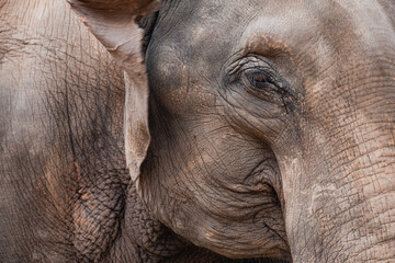 Fototapeta premium Wild elephant in Thailand Chiang Mai sanctuary jungle animals safari Asia