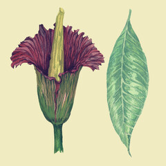 Hand drawn watercolor illustrations of exotic leaf and flower