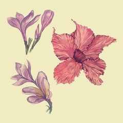 Fototapeta na wymiar Hand drawn watercolor illustrations of hibiscus and flowers