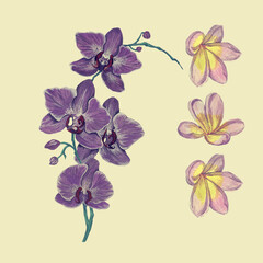 Hand drawn watercolor illustrations of orchid and flowers