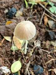 mushroom in the forest,  A mushroom or toadstool is produced above ground, on soil . Natural nature image