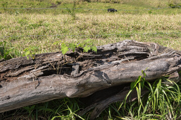 Old rotten wooden log near the farm fence.