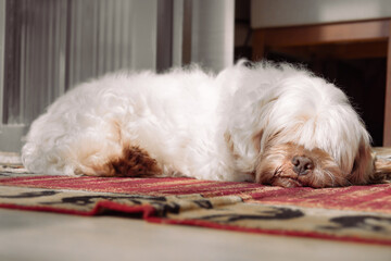 White dog sleeping on the carpet of home. Lhasa apso dog.