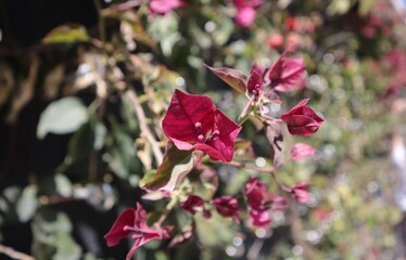 Bougainvillea with red flowers in the spring park.
