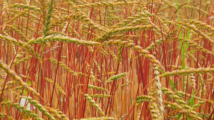 Dinkel Oberkulmer Rotkorn