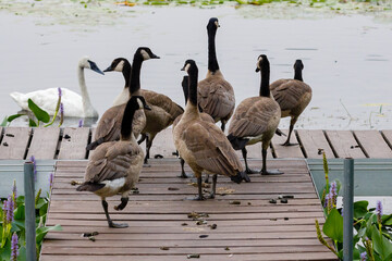 Canada geese (Branta canadensis) and its droppings on a dock beside a lake during summer.  © Aaron J Hill
