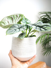 Hand holding an alocasia silver dragon or silver jewel alocasia in a white planter