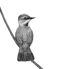 hand drawn graphic pencil drawing, bird mockup on tree branch with background for text