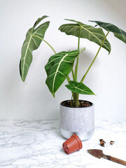 Alocasia Frydek motherplant and rhizomes ready to be propagated