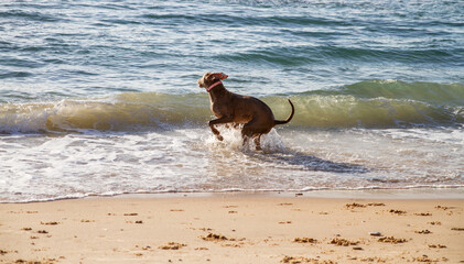 Weimaraner dog is playing in the water of the sea