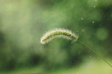 green spikelet and rain splashes on a green background