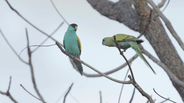 male and female hooded parrot perched in a tree at pine creek in the northern territory of australia