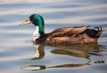 Male Mallard swimming in the lake