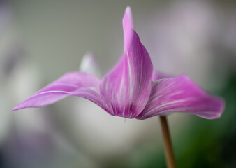 close up of a purple flower