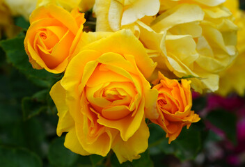 Yellow Carte d Or rose flower growing in the garden