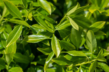 green leaves background