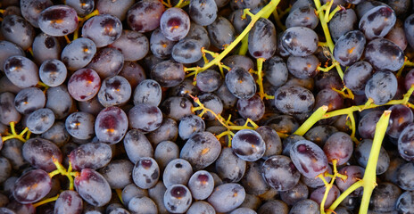 Ripe grapes of the new harvest are sold in the bazaar 