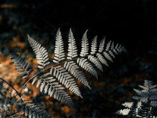 fern in the forest