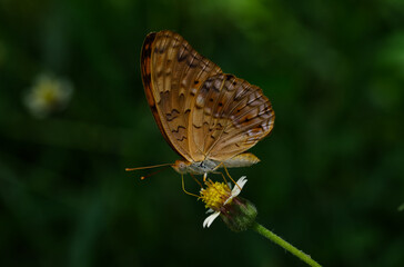 Junonia almana or Peacock Pansy Butterfly seen in Khordha Odisha India 