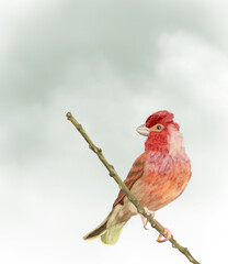 little bird on the branch