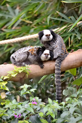 Two white-headed marmosets (Callithrix geoffroyi) on a branch.