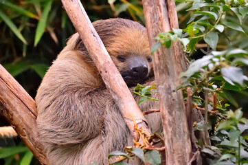 Cute sloth sleeping among tree branches. © EUGENIO