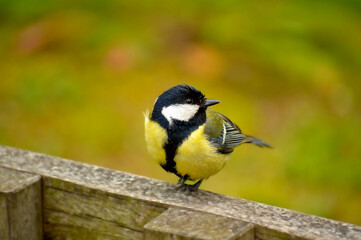 Great tit bird (Parus major) perched on a wooden fence.