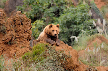 Fototapeta premium European Brown Bear (Ursus arctos arctos) leaning on the rocks.