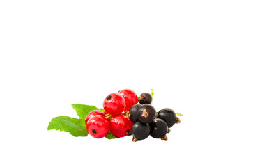 Redcurrant berries and blackcurrant berries on a branch isolated on a white background