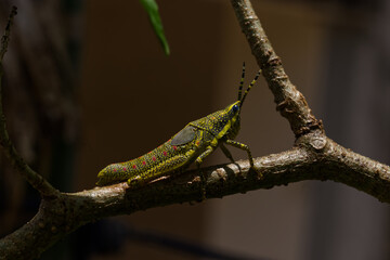 Painted Grasshopper seen in Khordha Odisha India