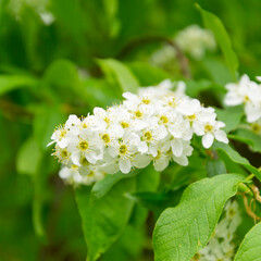 white cherry blossoms