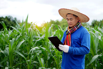 Concept : smart farmer. Using wireless technology to research about agriculture problems. Asian man holds tablet at green corn field.                        