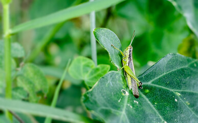 A common grasshopper insect sitting on a green leaf close up