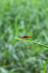 A red dragonfly resting on a green leaf in the grassland