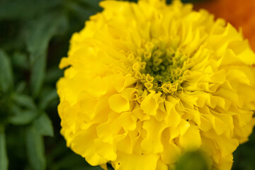 Bright Yellow Chrysanthemums Blooming in the summer time