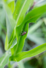 Fototapeta premium A small spider under the green leaf close up background with selective focus