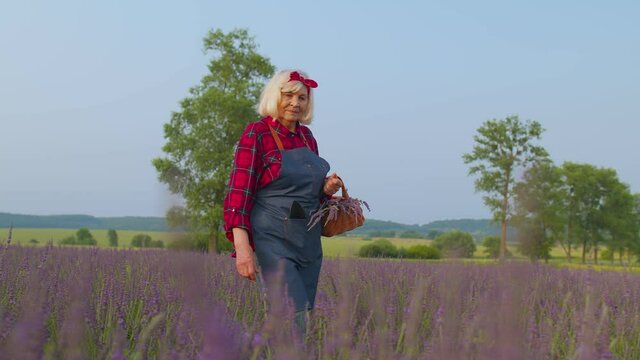 Senior woman grandmother farmer growing lavender plant in herb garden, retirement activities. Lavender blooming farm bushes field, harvesting and drying. Lavender, oil production. Seasonal gardening