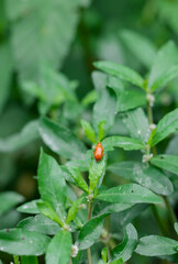 Obraz na płótnie Canvas Red leaf roller weevil sitting on a green wild leaf