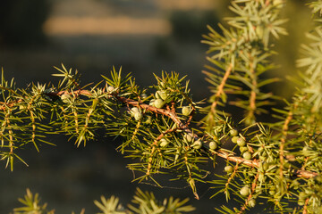 Beeren an einem Wacholderbusch - Wacholder / Heide-Wacholder / Gemeiner Wacholder (lat.: Juniperus)