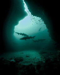 Carcharias taurus, spotted ragged-tooth sharks in Cathedral, Aliwal Shoal