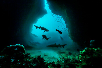 Carcharias taurus, spotted ragged-tooth sharks in Cathedral, Aliwal Shoal. Soft and eerie edit...