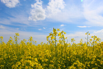 Small yellow flowers on a blue sky background with white clouds.